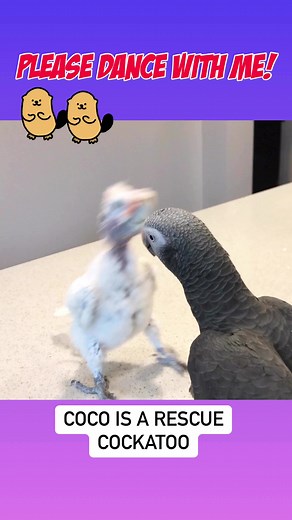 44K views · 3.8K reactions | Coco cockatoo tried to win Newman’s heart by dancing with him. It didn’t work out for her. Now she pulls his tail! #cutepets #cuteanimals #dance #birds | Lucky Lou and Coco Too | Facebook