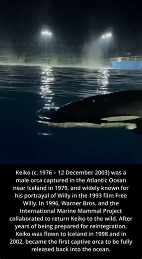 Keiko the most Famous Orca