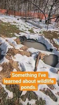 This Pond Edge Holds Water Better #wildlifepond