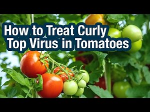 How to Treat Curly Top Virus in Tomatoes , Method_1_Controlling the Spread