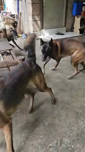 346 reactions · 8 comments | Bark ! Stop ✋️ command | Mimi Garcia-Martillano | Facebook