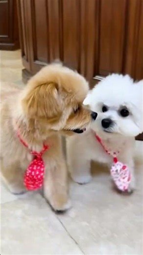 Two Little Puppies Playing 💕