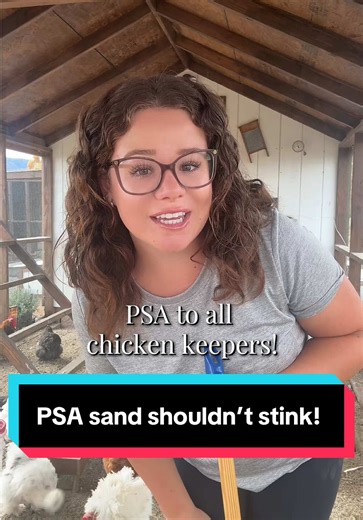 How to Keep Sand in Your Chicken Coop Fresh