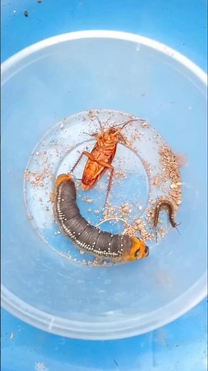 Viral Cockroach Dance #jwildlifetv