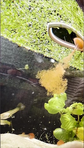 Injecting Live Shrimp 💉 | Aquarium Info