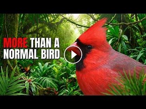 25 Mind Blowing Facts About Northern Cardinals You Never Knew #Video