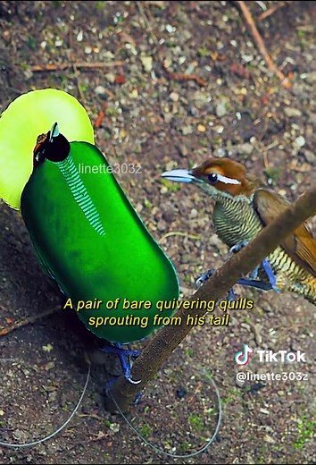 The Intricate Courtship Dance of the Bird of Paradise
