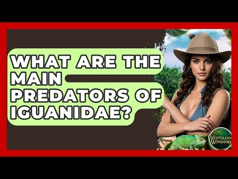 What Are The Main Predators Of Iguanidae? - Reptilian Wonders