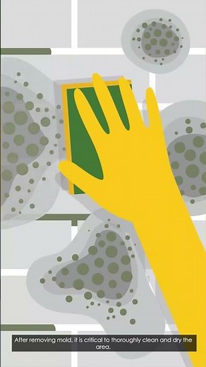 Mold Remediation & Cleanup | #moldinspection #shorts #health