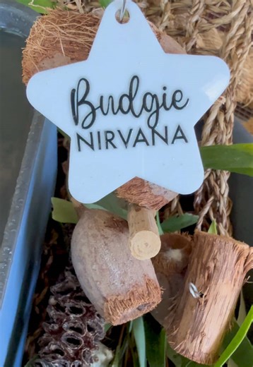 New series starting in our aviary 🐦🏡🐦 Over the coming weeks, I’ll be introducing each member of our flock — their names, their personalities, how they came to us, and the little quirks that make them who they are. Most of our budgies are rescues. Each has a story. Each has a place here. Welcome to “Meet the Flock” 💚🐤🏡💚 Who should we introduce first? 💛 *Many thanks to Diana @Floofie Flock - Cups & Gifts for our name star 🌟 #budgies #meettheflock #aviarylife #parakeets #birdrescue