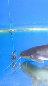 890K views · 2.3K reactions | Catfish Eat Bait #fishing #fishingknot #fishingknottutorial #fishingBait #fishingtips #tutorial #fishingvideos #mancing #reel #reels #fyp #reelsfypシ゚ #viral #trending #fypシ゚ #reels #reelsviral #reelfyp #foryou | Agus Subarna | Facebook