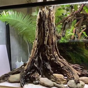 Aquarium Driftwood Stump Bonsai Tree Aquascape Wood Fish Tank Decor - Etsy