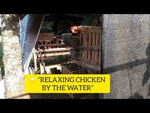 ⭐ RELAXING CHICKEN + WATER SOUND | CALMING NATURAL VIBES FOR SLEEP & CHILL