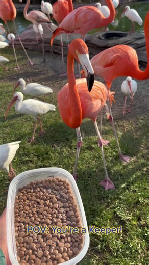 Being a Animal Care Keeper is a very rewarding career! Learn more on our website about our Wildlife Keeper internship 🦩💗 #Keeper #animalcare #flamingo #feeding #wildlife #internship #aquarium #animals