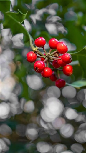 Not Every Photo Needs to Be Sharp | Olympus E-M1 Mark II