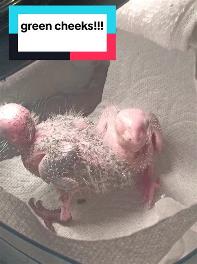 #greencheek #conure #conure #atlanta #mangos