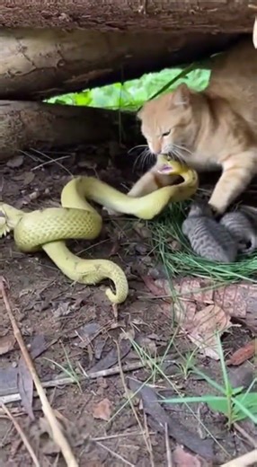 🙀🔥 Brave Mom Cat Fights Deadly Snake #CatVsSnake #AnimalFight