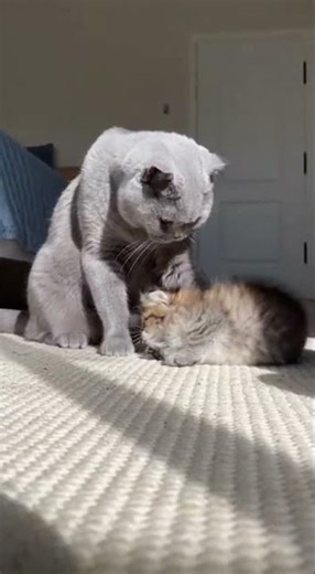 Scottish Fold Bullies a Norwegian Forest Kitten Again… Until the Door Opens