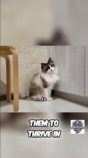 Why Do Cats Meow? The Surprising Reason!