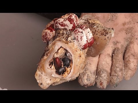 [ASMR] Amazing Toenails, Too Thick, Trim Them Slowly 👣 Professional pedicure process #12.0365