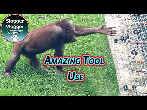 Orangutan Shows Incredible Tool Use - Flower Bud Challenge