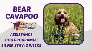 Bear the Cavapoo has completed his 2 week assistance dog residential...
