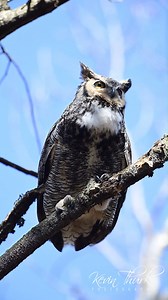 Great Horned Owl hooting | Kevin Thurk Photography