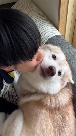 弟にチューされまくるハスキー #シベリアンハスキー #ハスキー #ハスキー犬