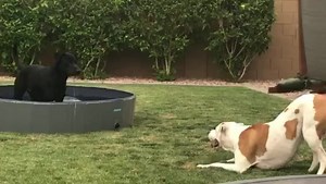 1.5K views · 102 reactions | Buddy A237317 is having a blast in his...