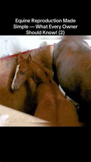 Equine Reproduction Made Simple — What Every Owner Should Know! (2) | horses