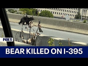 Bear hit, killed on I-395 near Pentagon over weekend