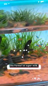 🐠💧 ALL-IN-ONE WASSERPFLEGE FÜR KLARE SICHT! 3-in-1 Aquarium-Tabletten gegen Chlor, Algen & Trübung Ihre Komplettlösung für klares Wasser: ✅ Entfernt Chlor & Schwermetalle – schützt Fische & Pflanzen 🌿 Hemmt Algenwachstum – für natürliches Gleichgewicht 🔬 Bindet Schwebstoffe – Wasser wird kristallklar 🌱 Unbedenklich für Wirbellose – auch für Garnelen geeignet Einfache Anwendung: 1 Tablette pro 50 Liter Wasser 👇 【JETZT BESTELLEN】 👉https://pebbom.com/products/jsazs | Pebbom shop