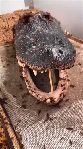 The Secret Behind Perfect Museum Skeletons!