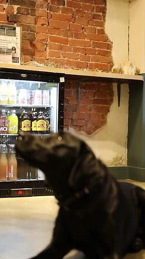 Labrador Retriever Breed Evolution Through History