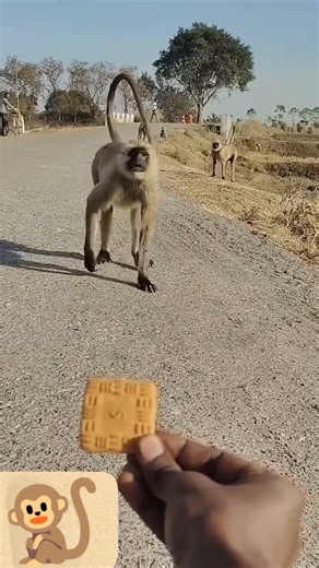 Monkey Shorts Gone Wild! 🙊🙉🙈 Epic Fails & Funny Moments #shorts #viral #trending