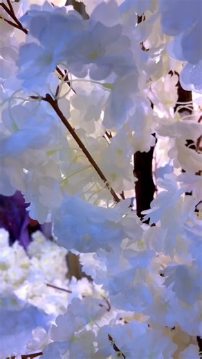 Art and Culture in Ethiopian Muslim TikTok