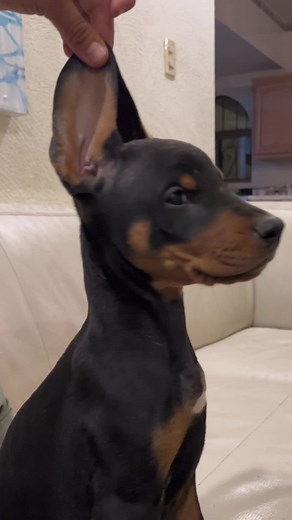 Bright Doberman Puppies Available - Ethical Breeding