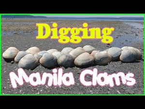 How to find and dig Manila clams fast and easy.