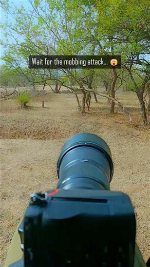 Babbler vs Owlet: You won’t believe the ending! 💥👀 #wildlife #photography #birds #nature