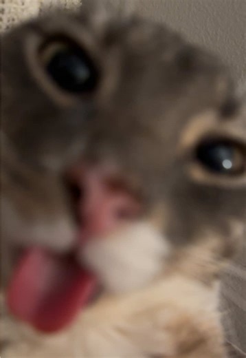 i wonder what’s on loop inside that head #fyp #rigbycat #catsoftiktok #catcontent #sillycat