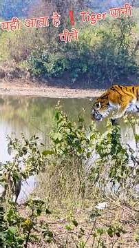 This is where Tiger❗️comes to drink water 😱 #viral