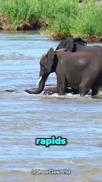 Wild Animal Moments Where Survival Was Absolutely Rigged #wildlife #savageanimals