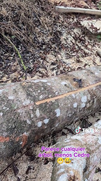 Descubre el Cedro: Un Tesoro de la Madera