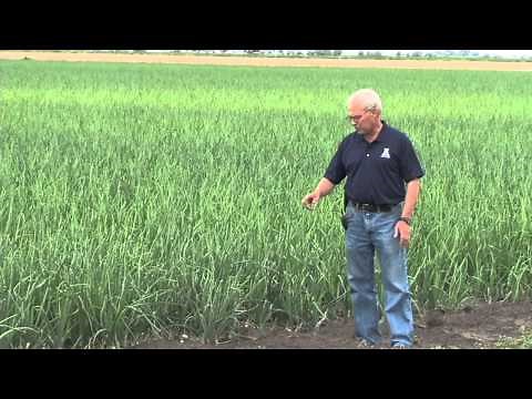 Onion Furrow Irrigation