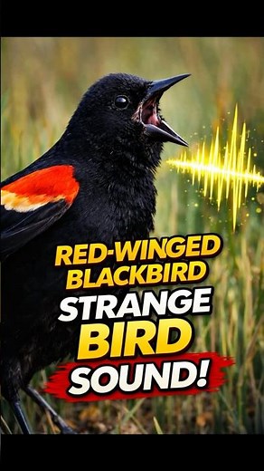 Red-winged Blackbird Sound 😳 One of the Most Recognizable Bird Calls