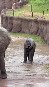 513K views · 10K reactions | Feeling a little under the weather? We've got the perfect pachyderm pick-me-up for this gloomy day! ️ : Keali'i C. | Dallas Zoo | Facebook