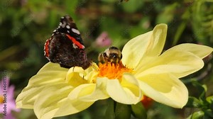 Bumblebee and butterfly collect nectar from one flower at the same time.