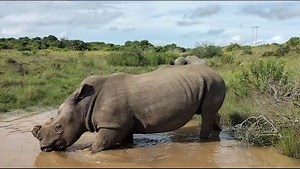 With the hotter months setting in the animals are making excellent use of the abundant rain that we have been blessed with. So, apart from amazing greenery, it provides the animals that wallow with plenty of options to cool down and refresh! Thanks to guide Nic for the lovely video! #water #hot #cool #weather #rain #nature #kariegagamereserve | Kariega Game Reserve