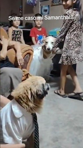 Se nos casan!! 🥺🤣🤣 #humor #comedia #perros