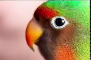 Cennet Papağanı Temel Eğitme Bilgileri